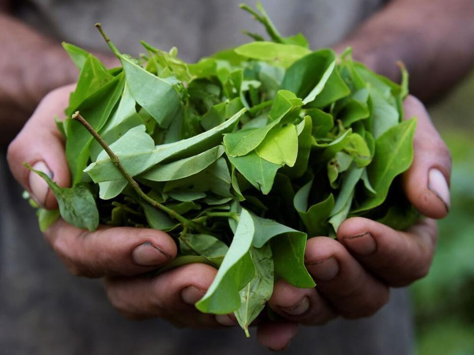  Coca leaves in Colombia.