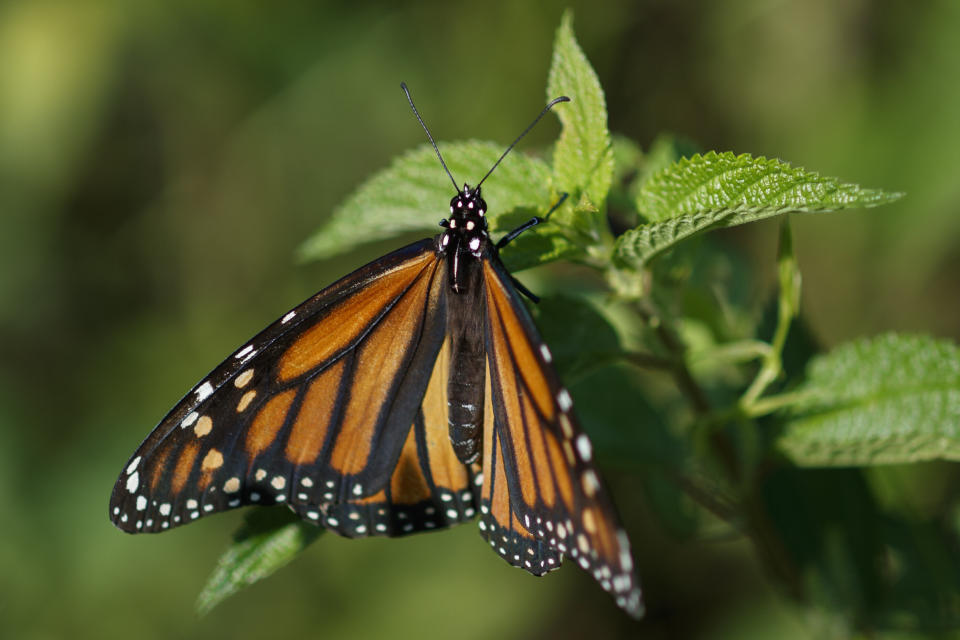 Monarch butterflies face a number of threats to survival, from habitat destruction to climate change.  (Photo: Carolyn Kaster/Associated Press)