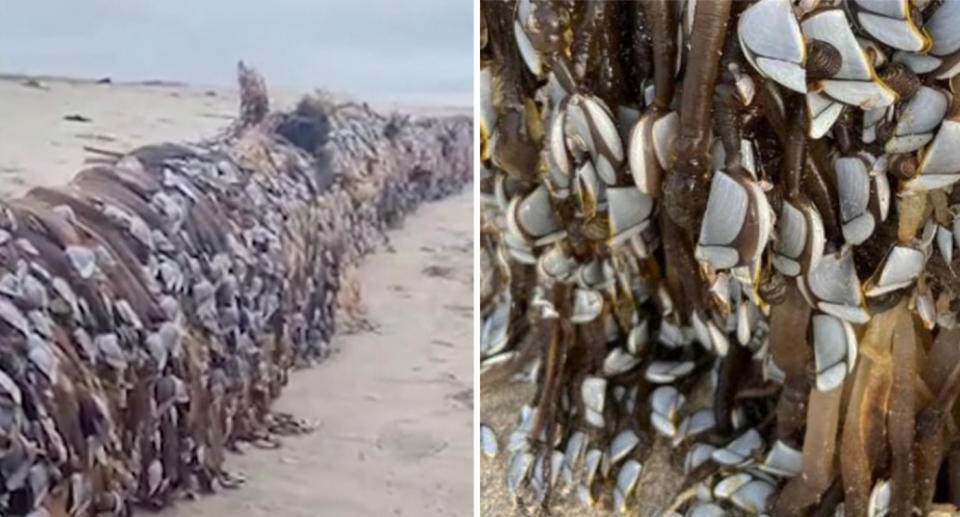 The tree log can be seen on the beach covered in goose barnacles, which have tentacles and hard shells where the creatures live. 