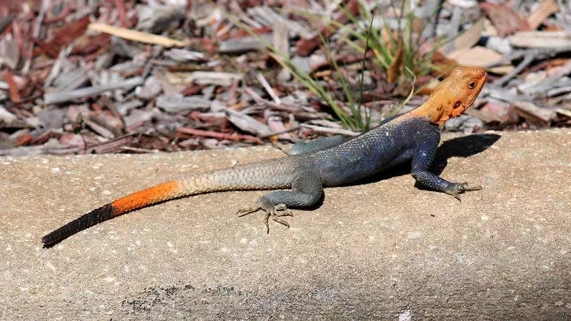 An adult male Peter's rock agama.