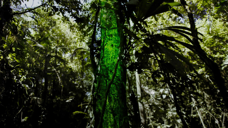 WARNING: Embargoed for publication until 00:00:01 on 04/01/2022 - Programme Name: The Green Planet - TX: n/a - Episode: The Green Planet - Ep 1 - Tropical (No. n/a) - Picture Shows: Glowing tree, Costa Rica. This glow, known as chimpanzee fire, is created by fungus that bio luminesce as it digests the trees organic matter.  - (C) BBC Studios - Photographer: Screen Grab