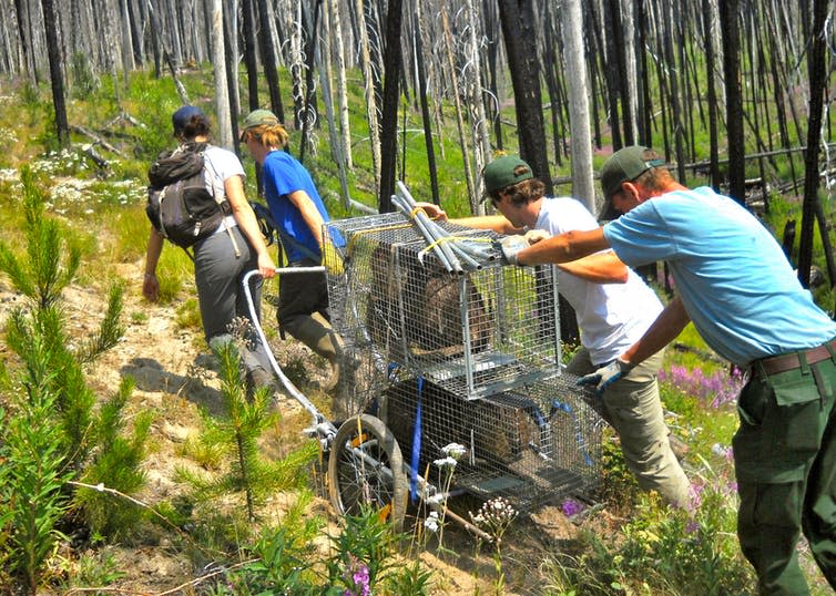 <span class="caption">Volunteers could help reintroduce species such as the beaver and conduct vital monitoring on them in the wild.</span> <span class="attribution"><a class="link " href="https://www.flickr.com/photos/okawennf/39181623931/in/photolist-hcVLPx-hfbnhb-22Gm4Jc-idZ5Sj-5nygcD" rel="nofollow noopener" target="_blank" data-ylk="slk:Flickr/OkaWenNF;elm:context_link;itc:0;sec:content-canvas">Flickr/OkaWenNF</a>, <a class="link " href="http://creativecommons.org/licenses/by/4.0/" rel="nofollow noopener" target="_blank" data-ylk="slk:CC BY;elm:context_link;itc:0;sec:content-canvas">CC BY</a></span>