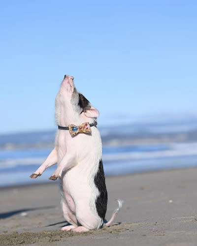 Pickles, un cerdito famoso de Instagram, ¡se para como un perro! Foto: Instagram.com/livingwithpickles