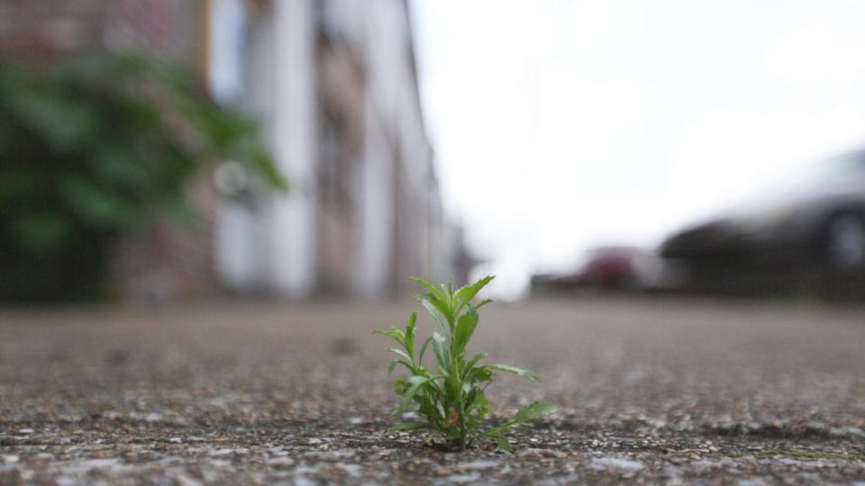 A plant grows from the sidewalk on East 8th Street in Columbia, Tenn., on Friday, June 11, 2021.
