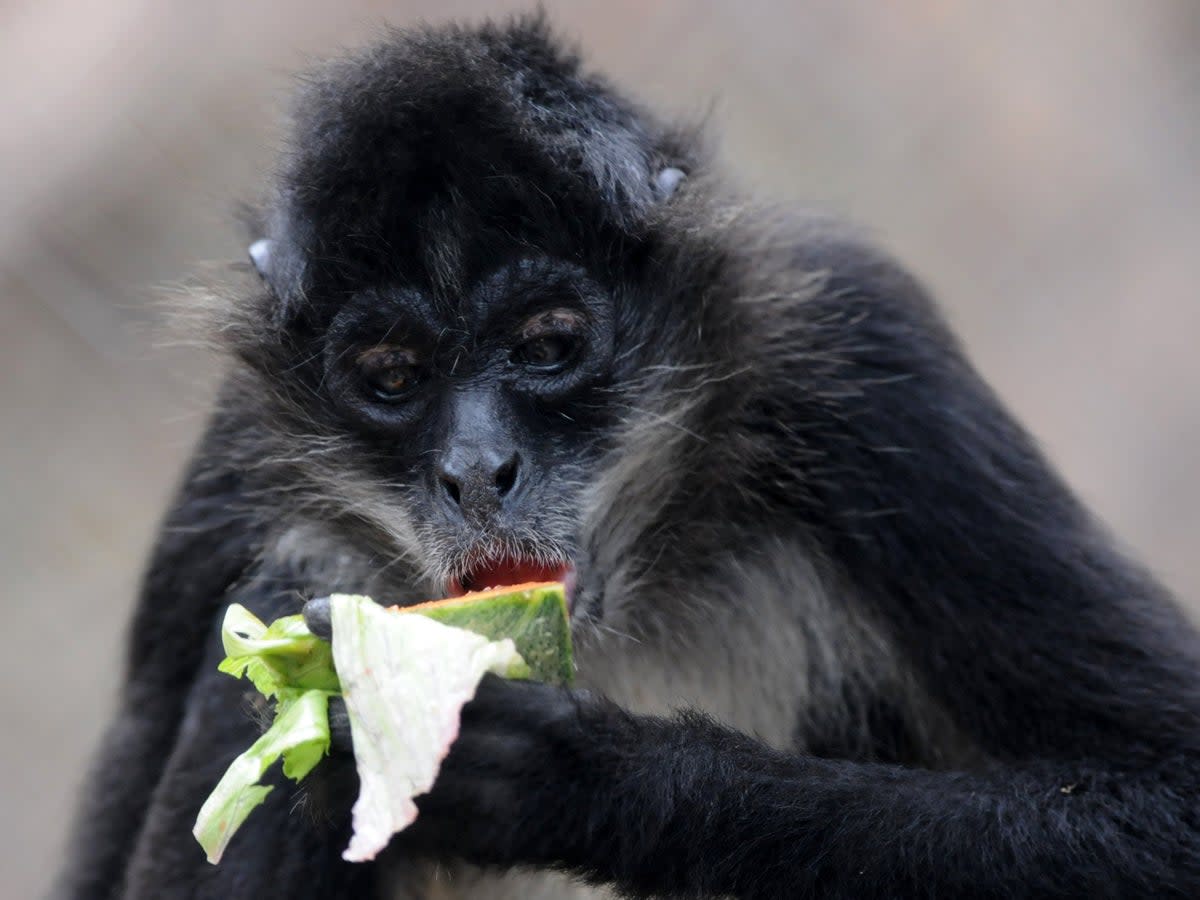 Se ha descubierto que los monos araña buscan frutas que hayan fermentado (Orlando Sierra/AFP via Getty Images)