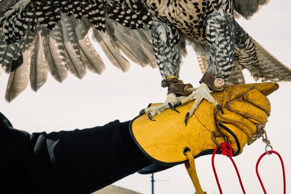 close-up of falcon claws on trainer's glove