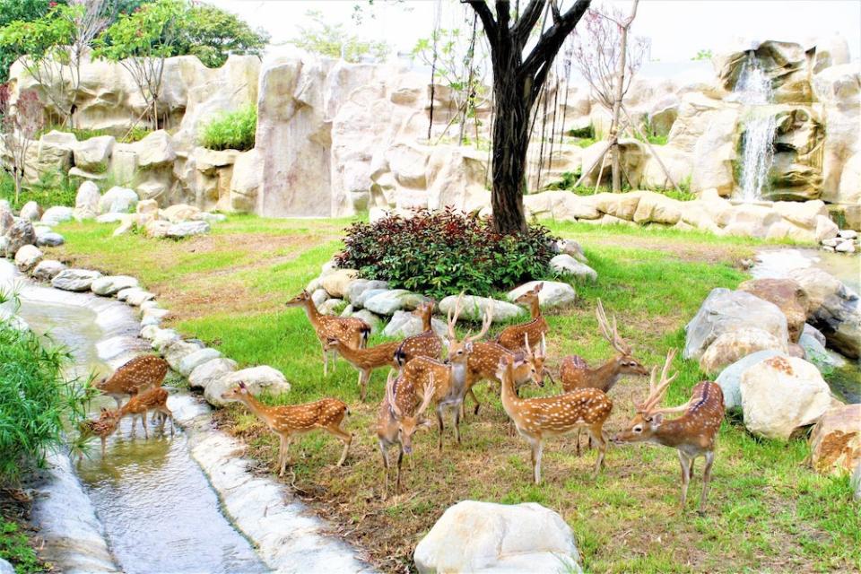 （圖片來源：頑皮世界野生動物園(Wanpi World Safari Zoo)FB）