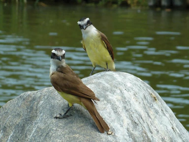 Una pareja de benteveos