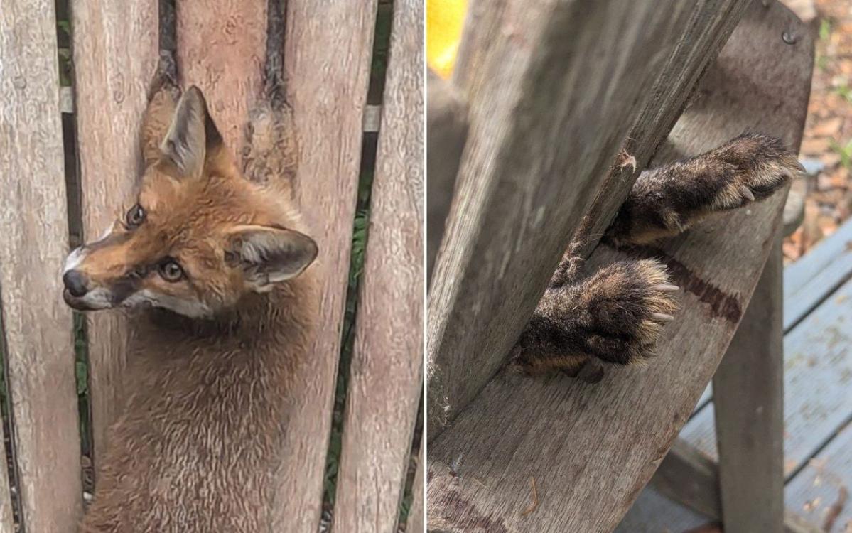 Fox cub rescued after getting paws stuck in garden chair