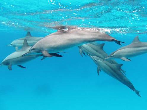 <span class="caption">A pod of spinner dolphins in the Red Sea</span> <span class="attribution"><span class="source">Alexander Vasenin/wikimedia</span>, <a class="link " href="http://creativecommons.org/licenses/by-sa/4.0/" rel="nofollow noopener" target="_blank" data-ylk="slk:CC BY-SA;elm:context_link;itc:0;sec:content-canvas">CC BY-SA</a></span>
