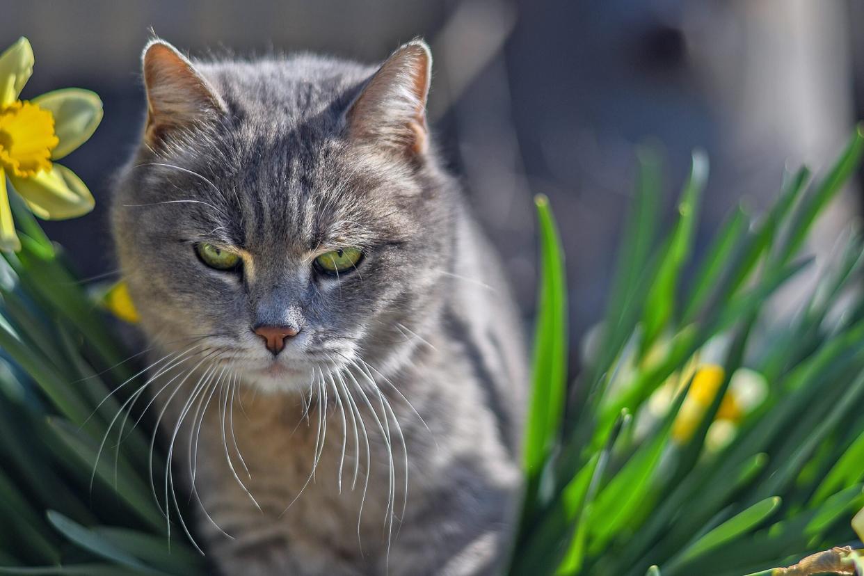 grey tabby cat in flower garden