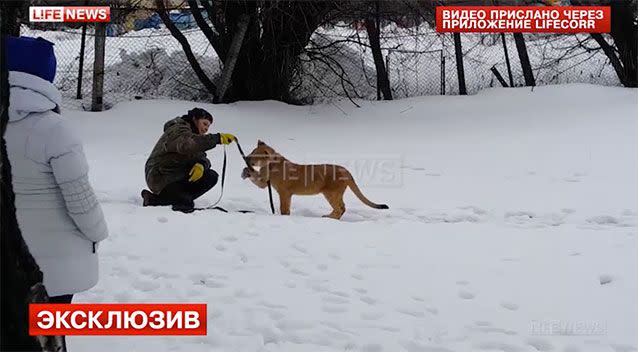 At first the lion seems calm and keen to play with the handler. Photo: Life News