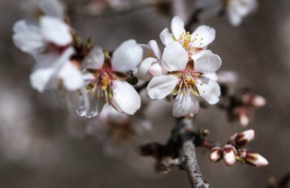 Almond trees in full bloom in an orchard in Ceres, Calif., Thursday, Feb. 23, 2023.