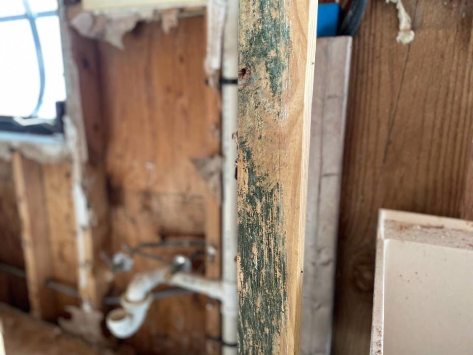 A photo of the mold growing inside Carole McDanel’s Fort Myers Beach home after Hurricane Ian.