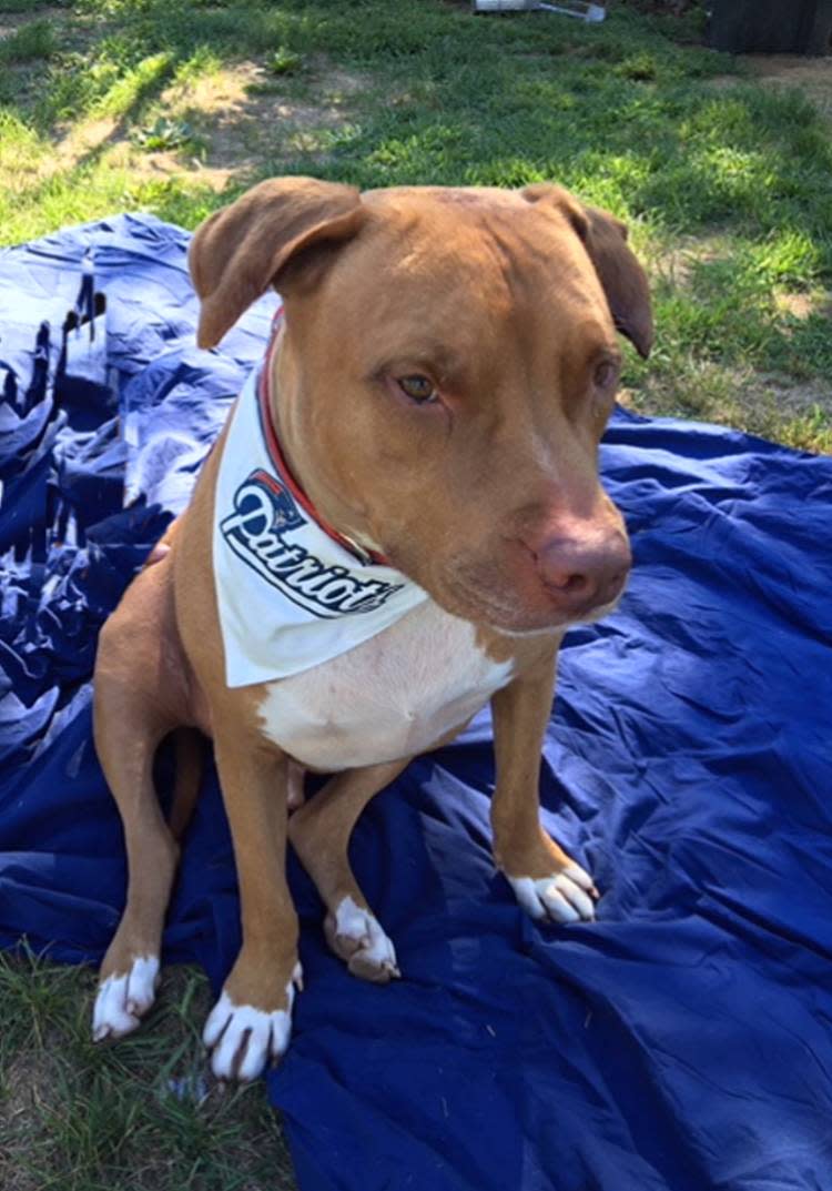 Taunton Animal Shelter Pet of the Week Duke loves to wear his Patriots bandana to cheer on his favorite team. He'd like it even better if he could find someone to watch the game with!