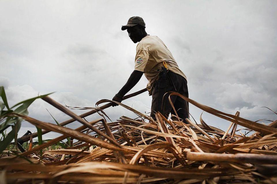 Los haitianos copan los trabajos manuales agrícolas, que son los peor remunerados. [Getty Images]