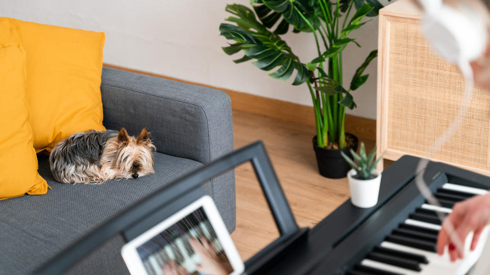 dog relaxing listening to piano music