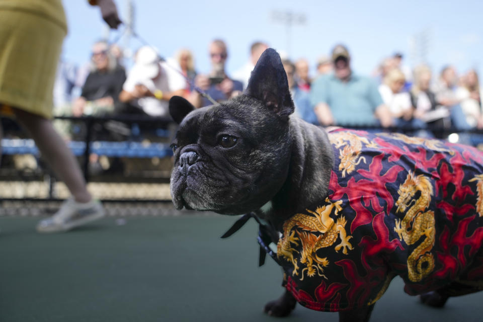 A French Bulldog walks past spectators on its way to compete in breed judging during the 147th Westminster Kennel Club Dog show, Monday, May 8, 2023, at the USTA Billie Jean King National Tennis Center in New York. (AP Photo/John Minchillo)