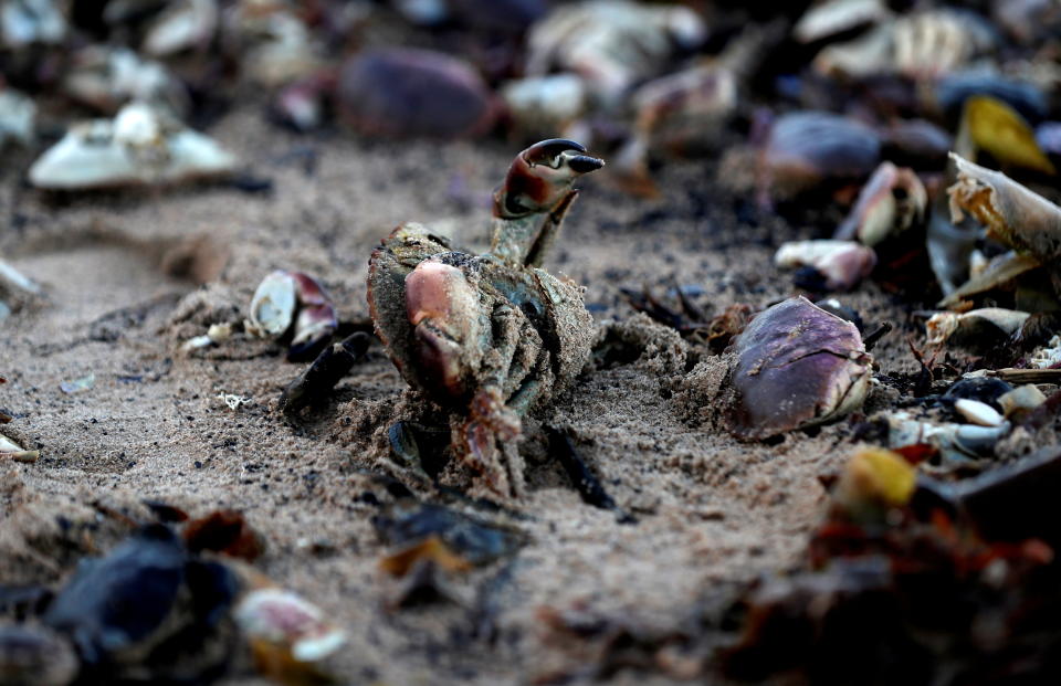 Miles de peces muertos en una playa inglesa antes de la COP26