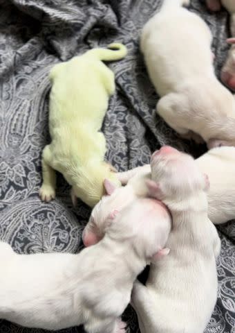 <p>Golden Treasures Kennel</p> Shamrock with green golden retriever puppy with her littermates