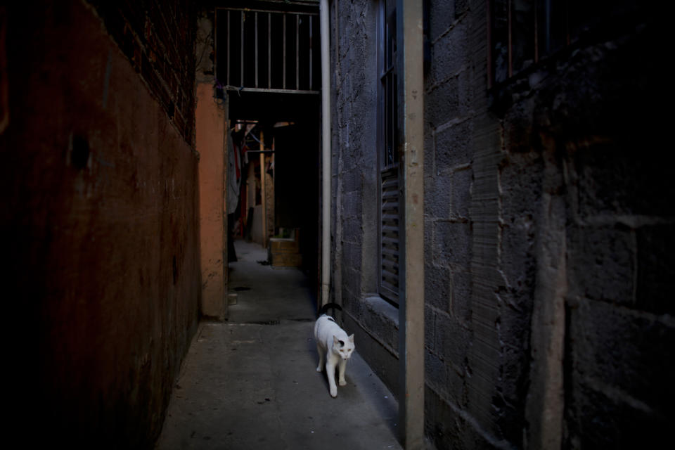A white cat walks in the corridors of the Paraisopolis slum in Sao Paulo, Brazil. A new study by the Getulio Vargas Foundation finds that the key measure of income inequality has reached its highest level since the series began seven years ago, with Brazil among the most unequal nations in a broader region where the gap between rich and poor is notorious. (AP Photo/Victor R. Caivano)