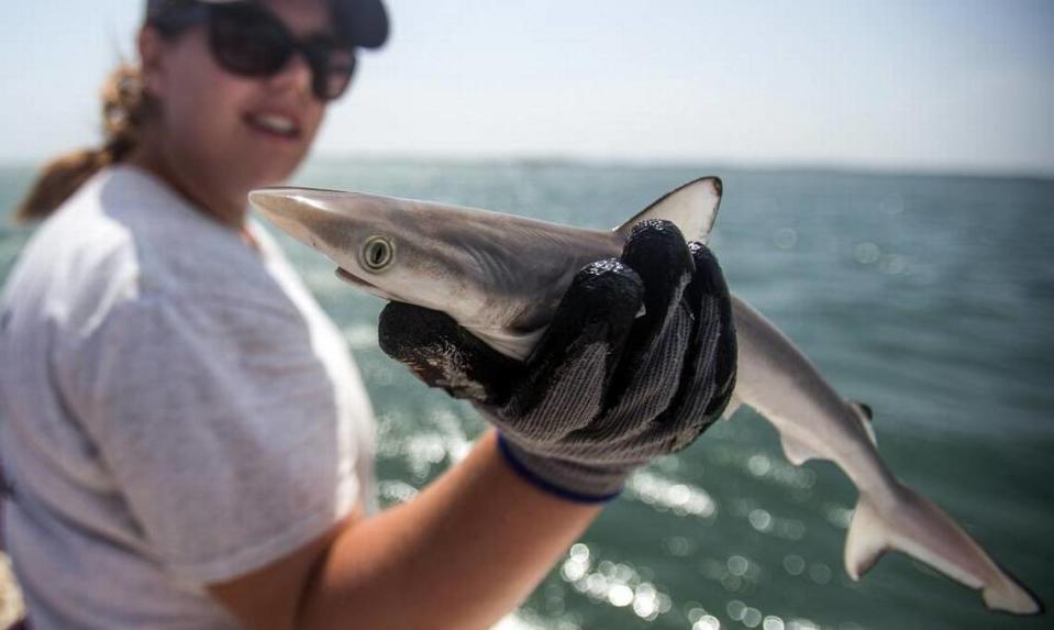 The Atlantic sharpnose shark is the most common shark found along the beach and around piers.