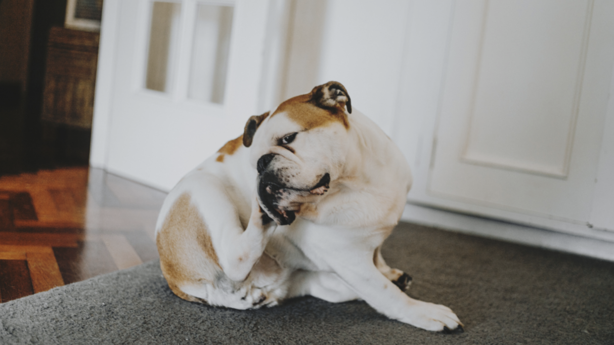  Dog scratching himself. 