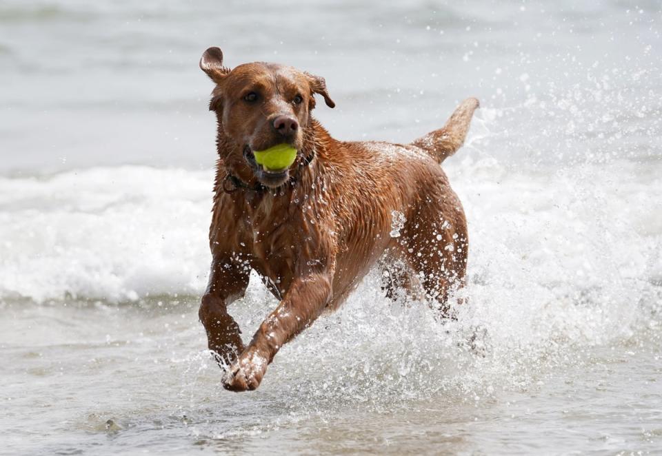 A dog enjoys the sea during fine weather in Folkestone, Kent (PA)