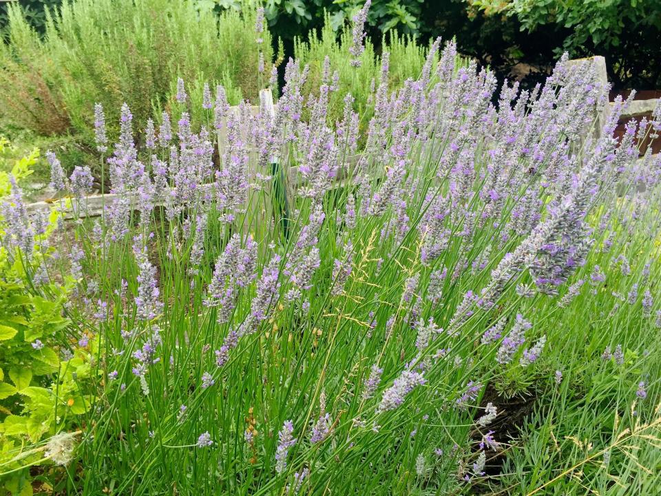 This lavender shrub, photographed July 15, 2019, growing in a yard near Langley, Wash., is among the herbs and ornamental flowers scientifically proven to naturally deter troublesome insects but biochemists generally don't believe they're very effective. (Dean Fosdick via AP)