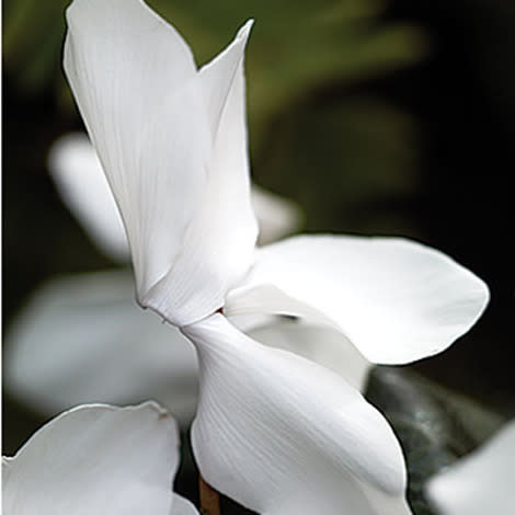 White cyclamen