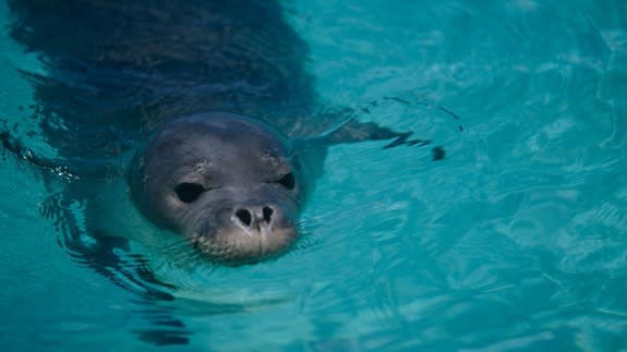 Endangered-monk-seal