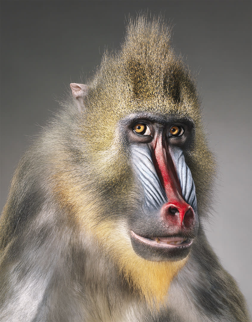 Mandrill