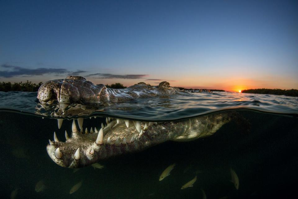 According to NWF: As its eye catches the gleam of a setting sun, an American crocodile gulps a breath of air before retreating to pass the night in the safety of mangroves within Cuba’s Jardines de la Reina, an archipelago off the southern coast. Covering some 840 square miles, this network of islands, lagoons and mangrove swamps is one of Cuba’s largest protected areas, where fish, corals and crocs thrive. Alex Rose was there with a team documenting sharks to promote their conservation. At day’s end, they went to photograph crocs, a task Rose approached with caution and help from a local guide who had observed the reptiles for years. “These wild animals are so powerful and impressive,” says Rose, who urges people to feel respect rather than fear. Just inches apart, she and the croc drifted in silent harmony until it vanished. ALEX ROSE, 2020 National Wildlife® Photo Contest