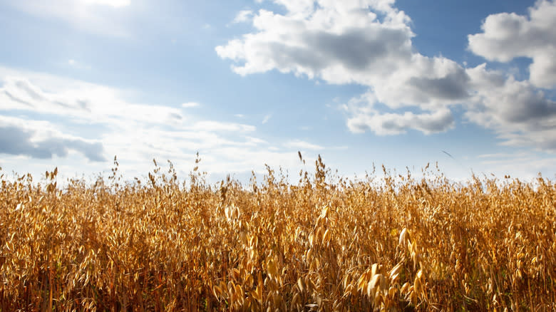 oats growing in field