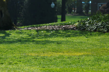 A yellow spot is seen where the tree planted by French President Emmanuel Macron and U.S. President Donald Trump on April 23 stood on the South Lawn of the White House in Washington, U.S., April 28, 2018. REUTERS/Yuri Gripas