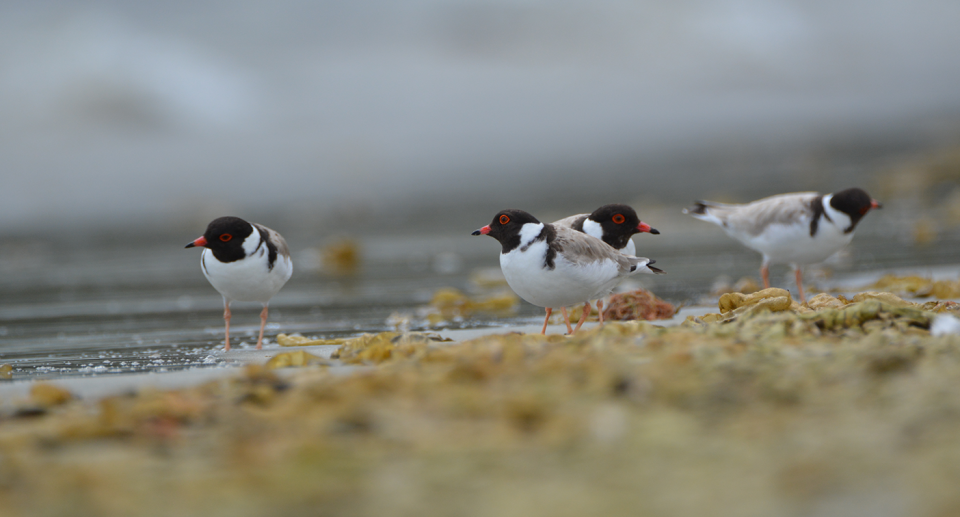 Hooded plovers on the beach.