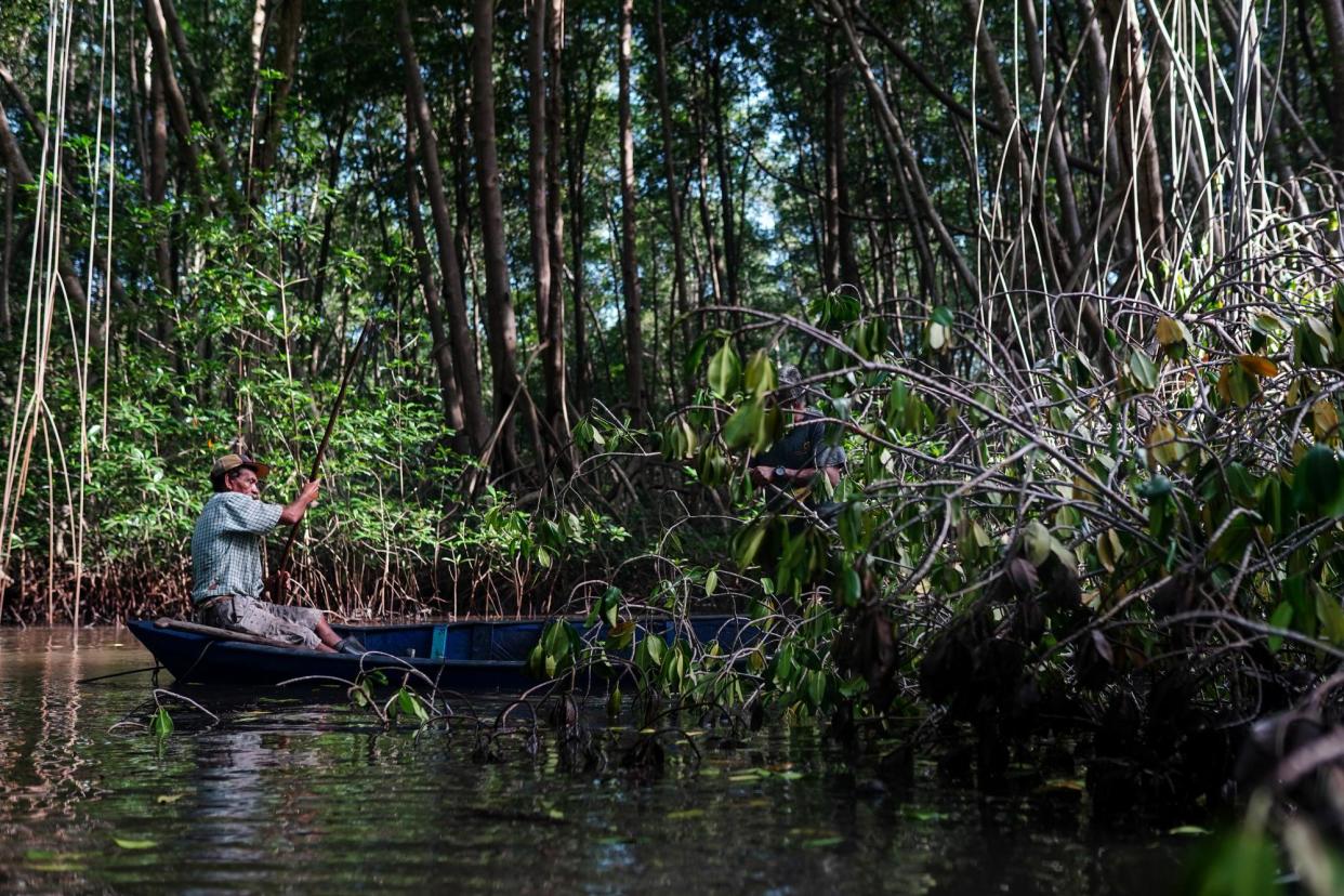 <span>Alvaro Avilez, 69, prepares to clear a tree from a mangrove channel.</span><span>Photograph: Camilo Freedman/The Guardian</span>