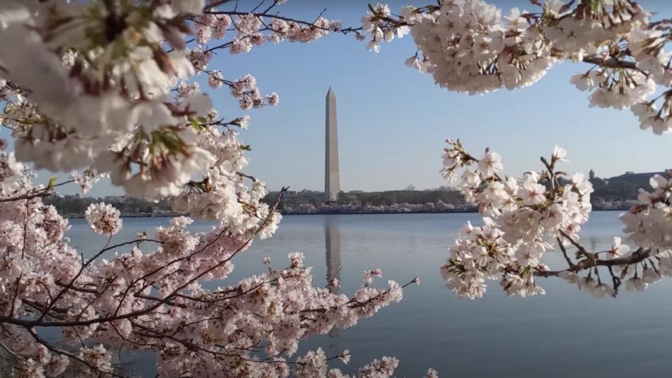The Washington Monument seen through a cherry blossom tree in DC