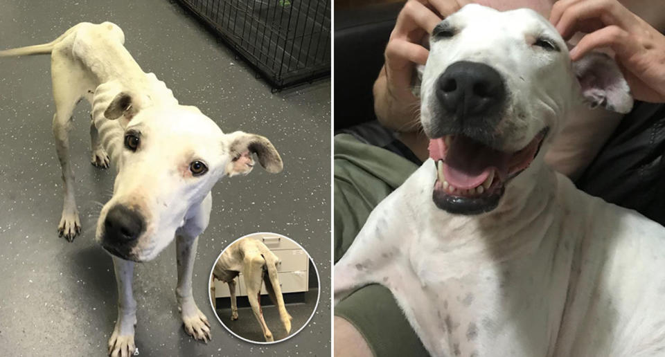 Bonnie the dog was emaciated with skin problems when rescued by the RSPCA in Mackay. She's now found a new home. Source: Facebook/ RSPCA Queensland