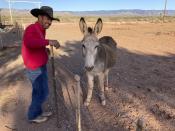 Otero County Commissioner Couy Griffin, the founder of Cowboys for Trump, cares for a donkey named Henry outside his home in Tularosa, N.M., on Wednesday, May 12, 2021. Griffin is reviled and revered in politically conservative Otero County as he confronts criminal charges for joining protests on the steps of the U.S. Capitol on Jan. 6. Griffin is fighting for his political future amid a recall initiative and state probes into his finances. (AP Photo/Morgan Lee)