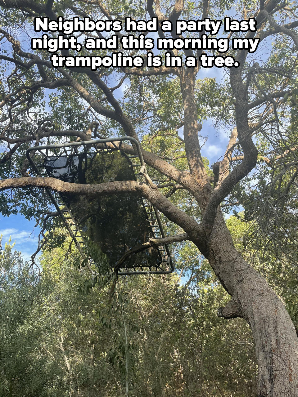 Trampoline in a tree: "Neighbors had a party last night, and this morning my trampoline is in a tree"