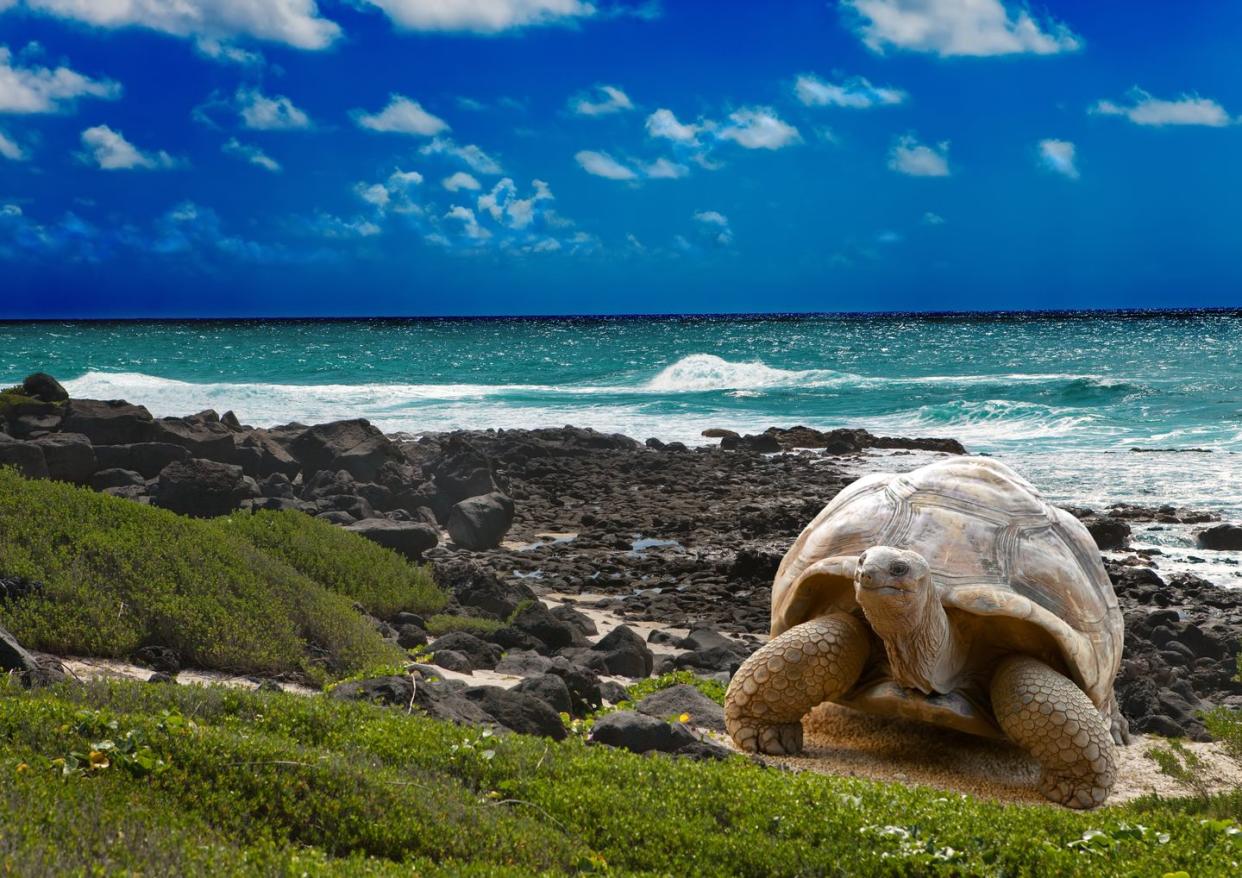 large turtle at sea edge on background of tropical landscape