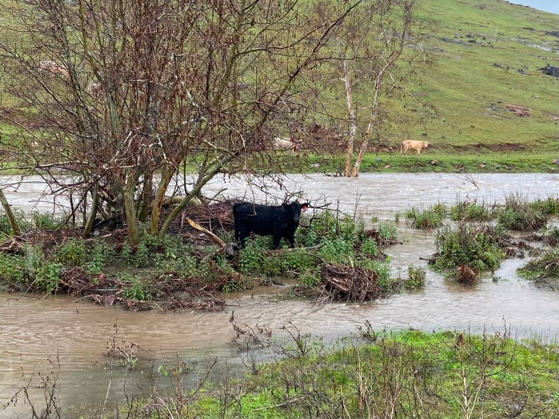 A black cow with an orange tag in its ear stands on an island surrounded by the surging waters of Little Dry Creek outside the Fresno Rifle and Pistol Range on Auberry Road on Friday, March 10, 2023. The cow managed to cross the creek and get to the hillside, but not without a few anxious moments.