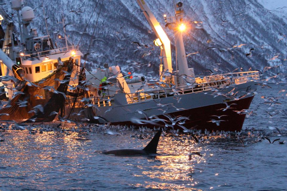 Research says ocean warming could be bringing whales closer to fishing communities (Getty Images/iStockphoto)