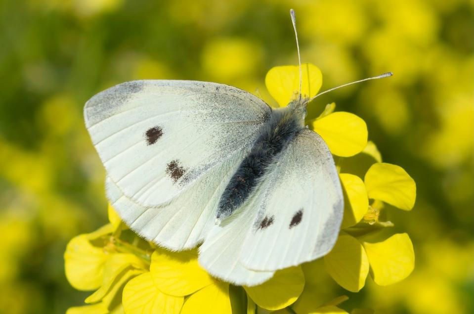 One female cabbage white can lay up to 800 eggs that hatch into very hungry caterpillars. <a href="https://commons.wikimedia.org/wiki/File:55_Pieris_rapae.jpg" rel="nofollow noopener" target="_blank" data-ylk="slk:Anna N Chapman/Wikimedia Commons;elm:context_link;itc:0;sec:content-canvas" class="link ">Anna N Chapman/Wikimedia Commons</a>