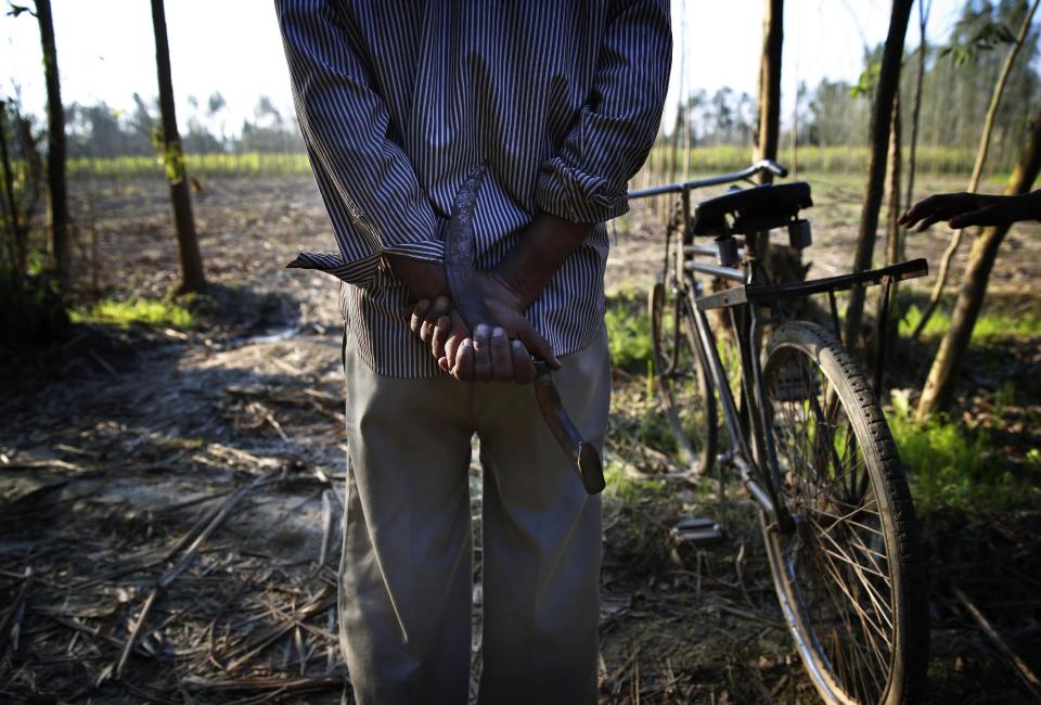 In this Wednesday, Feb. 12, 2014 photo, a local villager carries a sickle as a measure of safety as he ventures near the spot where a tiger attacked and killed a young man recently at Maniawala, northern India. The tiger stalking the villages has killed at least nine people so far traveling over 120 miles of villages, small towns and even a highway, spreading fear amongst the villagers many of whom are either farmers or laborers working the large swathes of sugarcane fields which need harvesting now. (AP Photo/Saurabh Das)