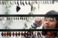 FILE PHOTO: Ruhi Samir, aged 8, looks at butterfly cocoons during an event to launch the Sensational Butterflies exhibition at the Natural History Museum in London, Britain, March 28, 2018. REUTERS/Hannah McKay/File Photo