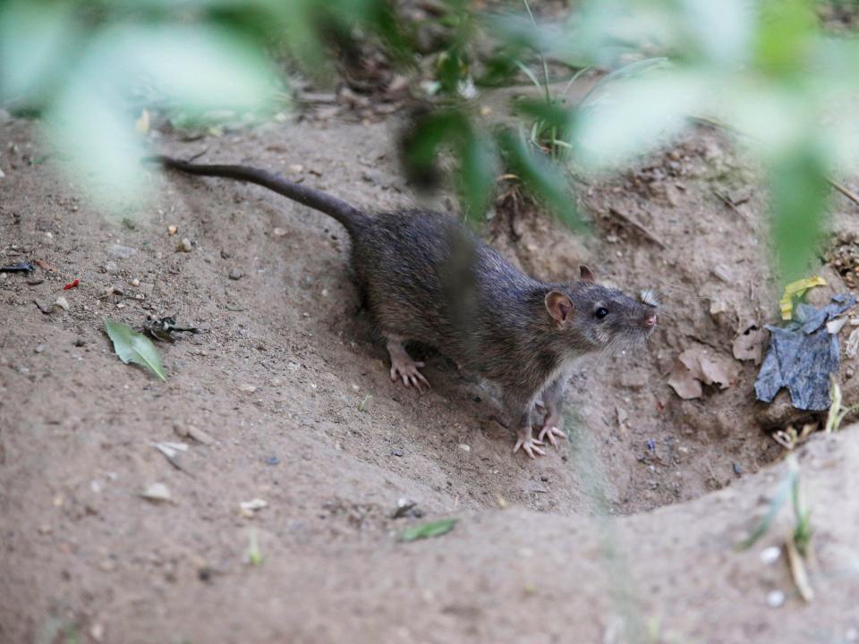 A rat enters its burrow at a park in the Chinatown neighborhood of New York.