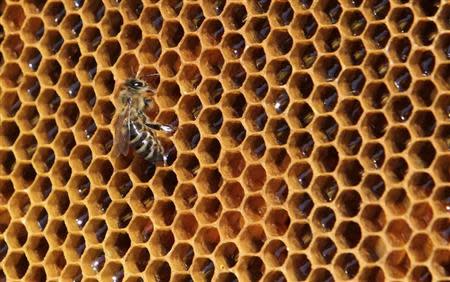 A bee sits on a honeycomb from a beehive at Vaclav Havel Airport in Prague September 6, 2013. REUTERS/David W Cerny/Files