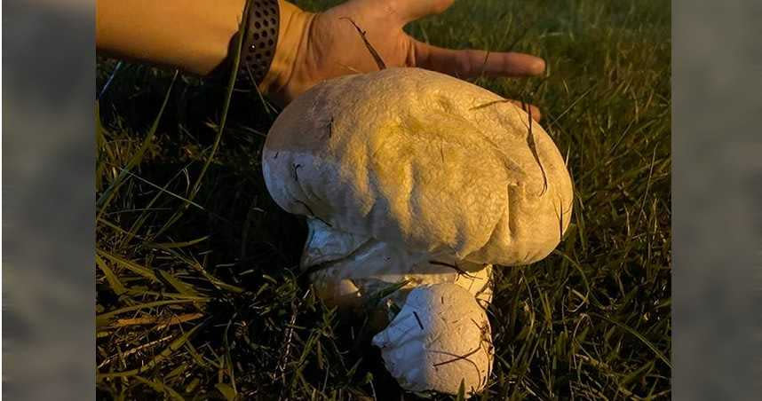 網友在蘆洲足球場的草地上驚見「大白菇」，專家解釋這其實是種無毒真菌，成熟之後會炸開，散播孢子。（圖／翻攝自臉書／我是蘆洲人）